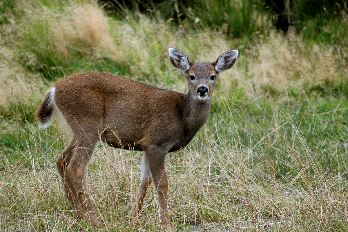 Ucluelet is Tofino's smaller neighbour with lots of green between the houses and both human and other inhabitants like this Columbian black-tailed deer.