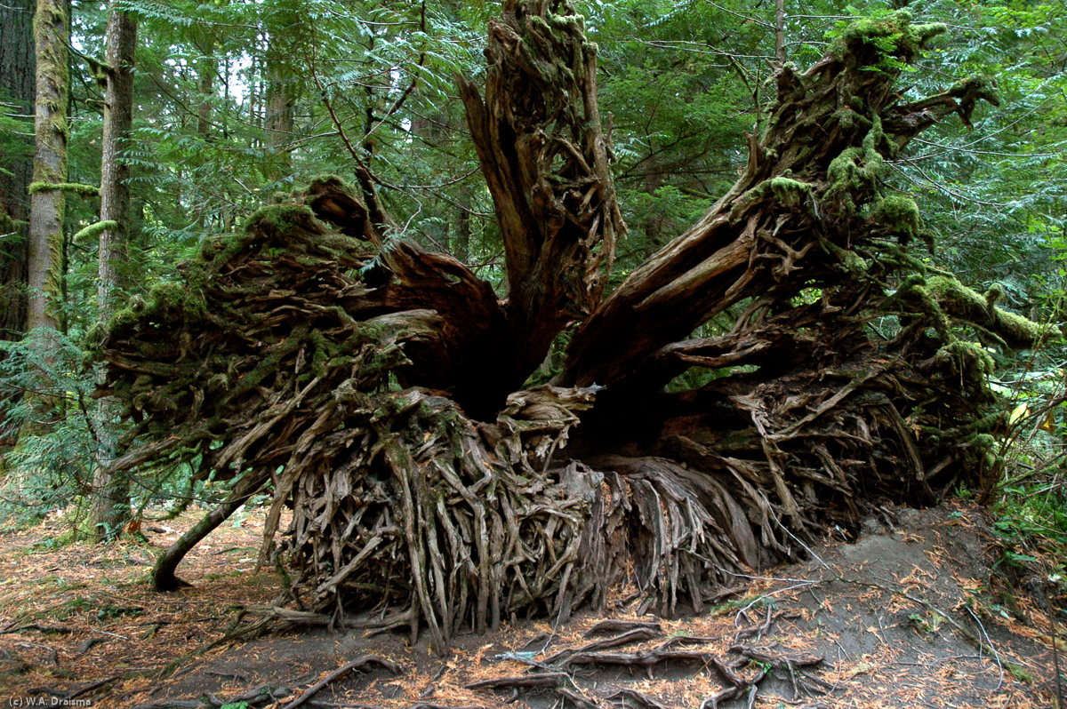 A particularly beautiful spot is Cathedral Grove, part of MacMillan Provincial Park, with some of British Columbia's oldest trees. It's impressive how such old trees are based on very shallow roots only.