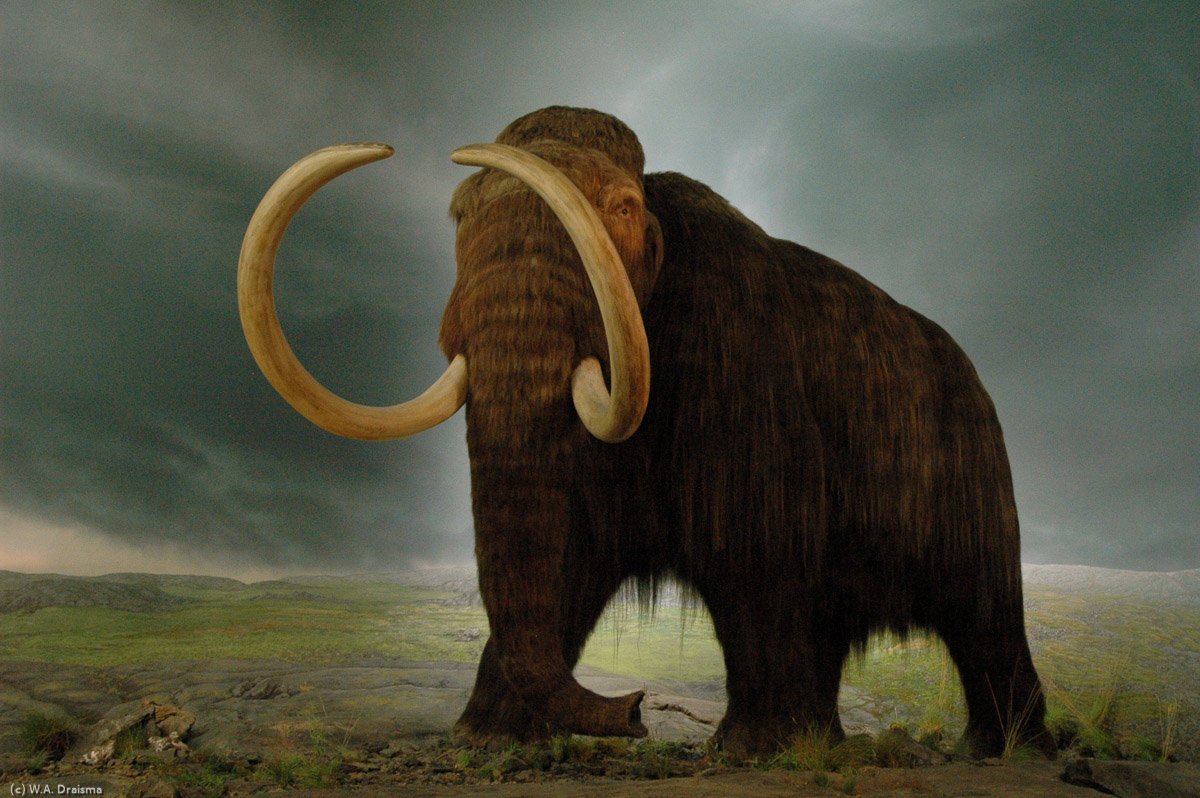 The Royal British Columbia Museum's second floor has a natural history gallery with some very realistic dioramas for example this Ice Age Mammoth.