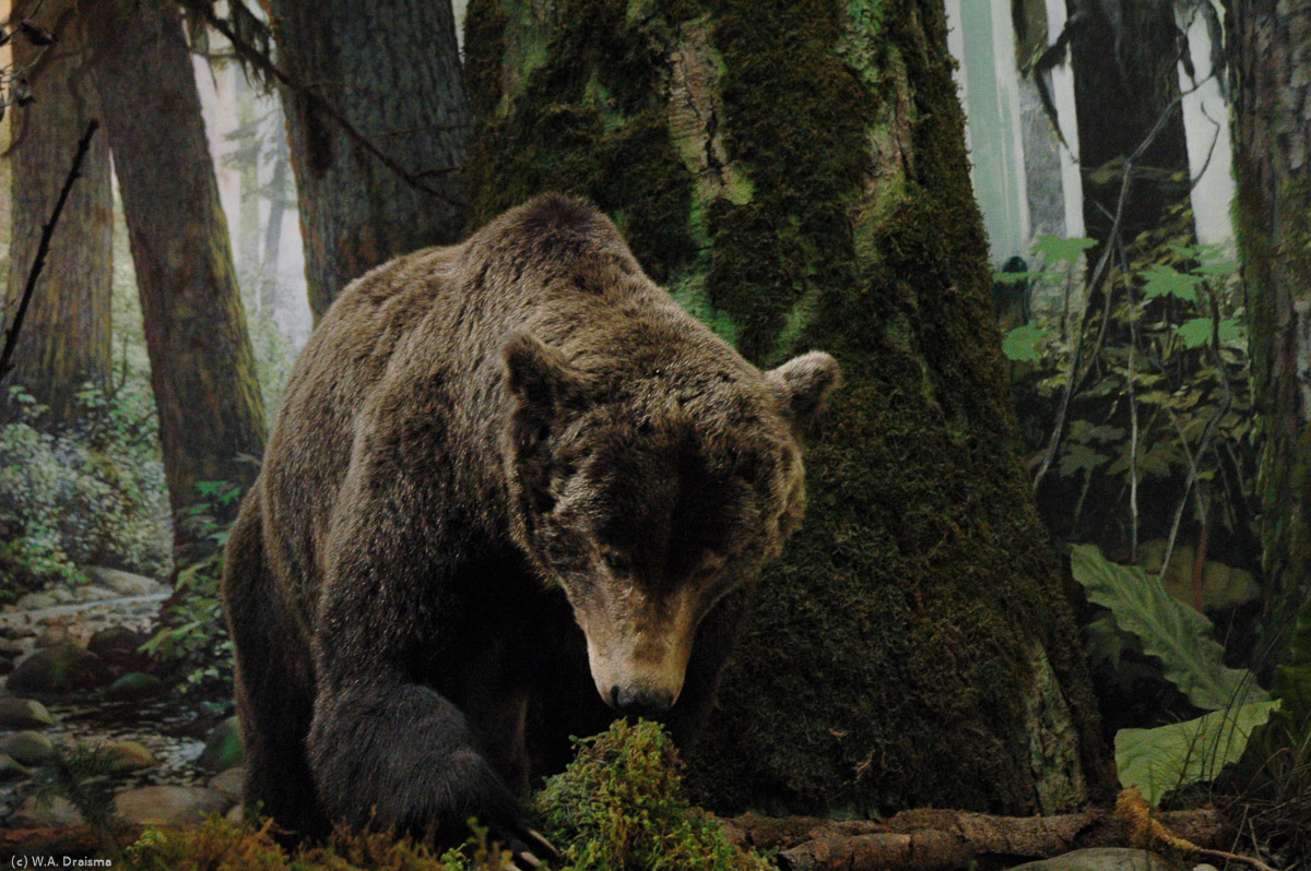 Another diorama shows a re-created rain forest where a grizzly bear comes very close.