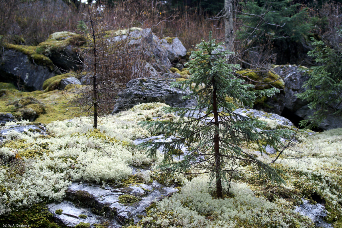 Rocks covered by lichen, green carpets of mosses and the occasional tree are scenes along the Rockgarden trail in Glacier National Park.