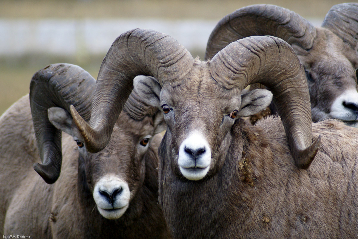 A herd of bighorn sheep near the town of Golden.