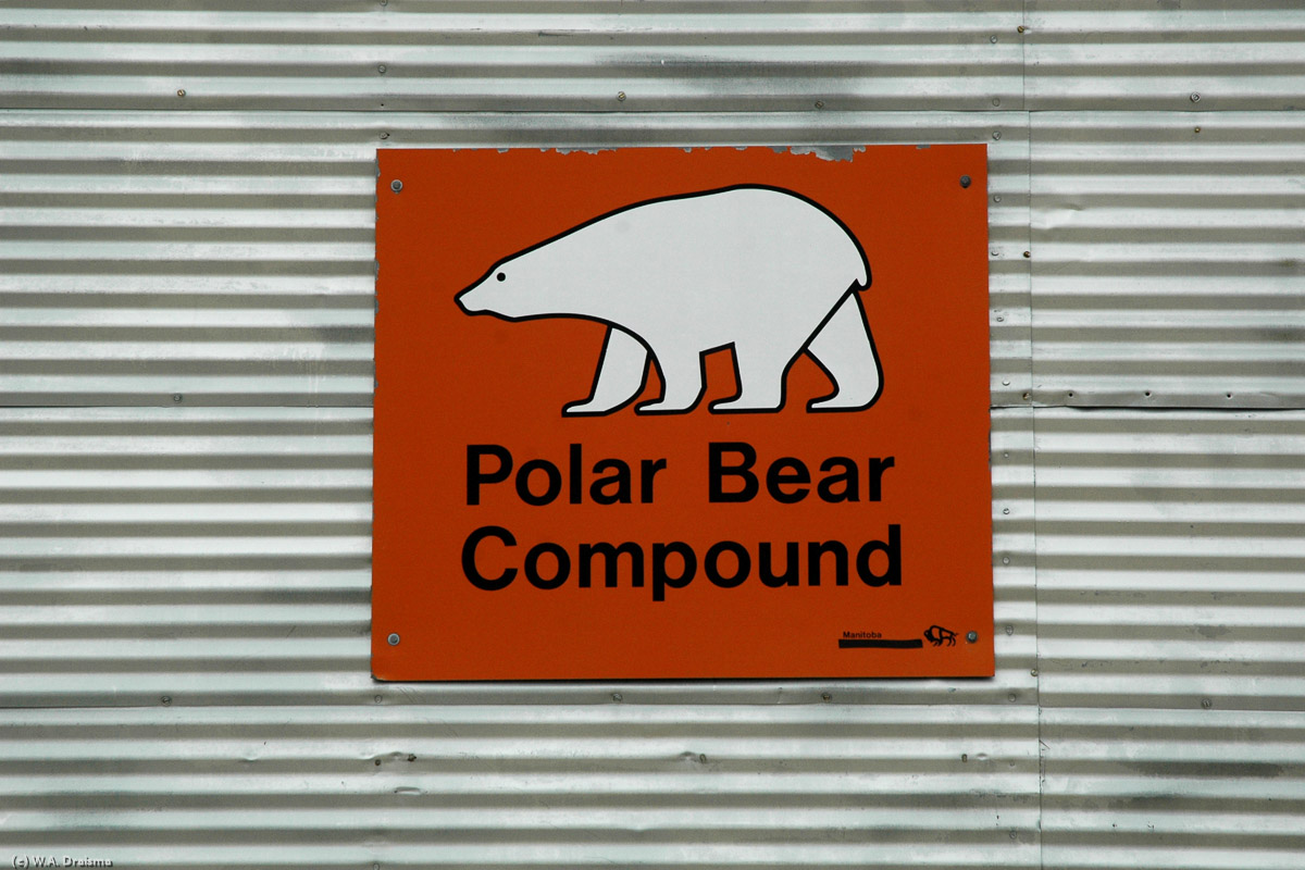 Thousands of kilometres away from Peyto lake we're in Churchill, the epicentre of polar bear viewing. First we visit the 28-cell Polar Bear prison.