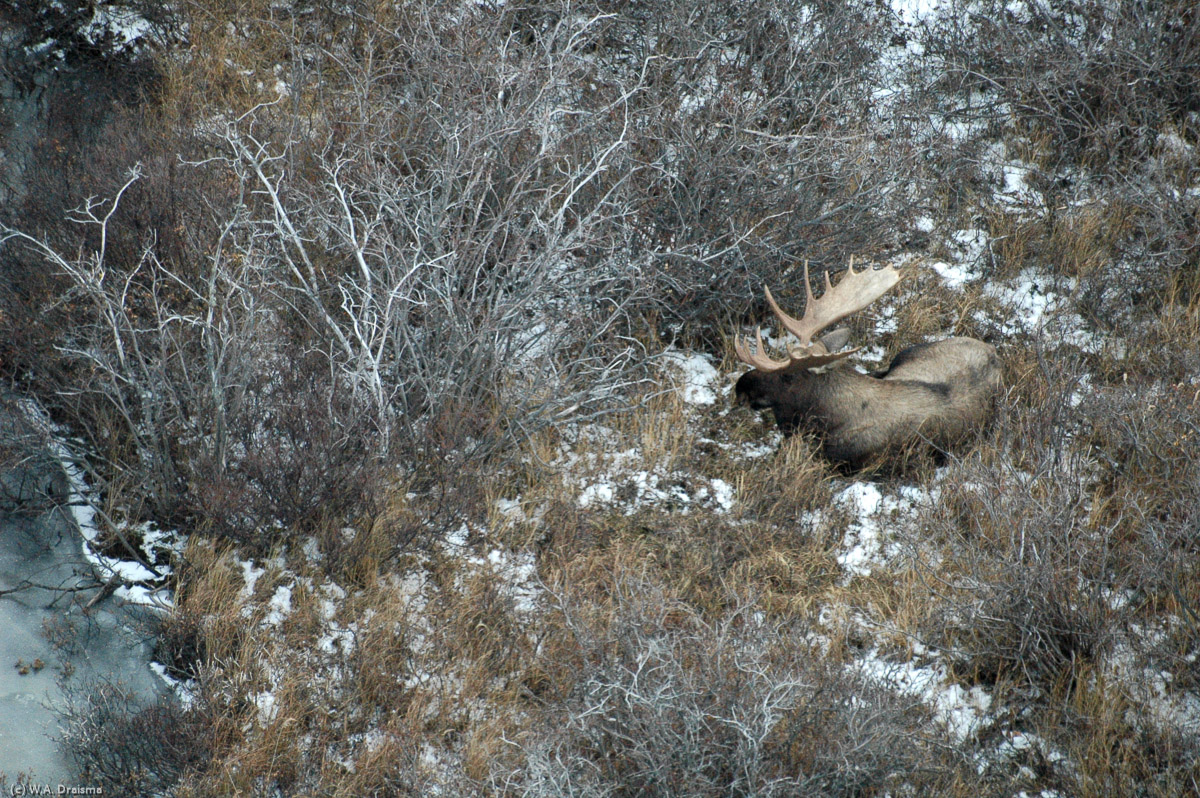 A moose rests in the low shrubs. Well camouflaged from below it's more easily seen from above.