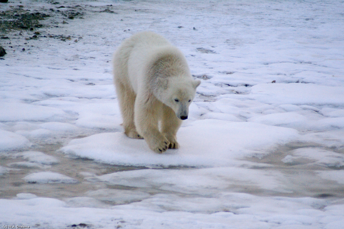 Polar bears hunt seals from the edge of sea ice, often living off fat reserves when no sea ice is present. Seals migrate in response to these changes, and polar bears must follow their prey.