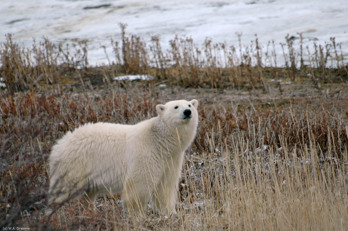 Polar bears have an excellent sense of smell, its hearing is about as acute as that of a human, and its vision is also good at long distances. Regularly we see one sniffing the air when we're out on the balcony of the tundra buggy.