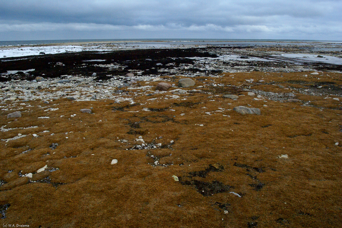 Not much vegetation survives the cold and harsh environment around Churchill and the landscape is barren.