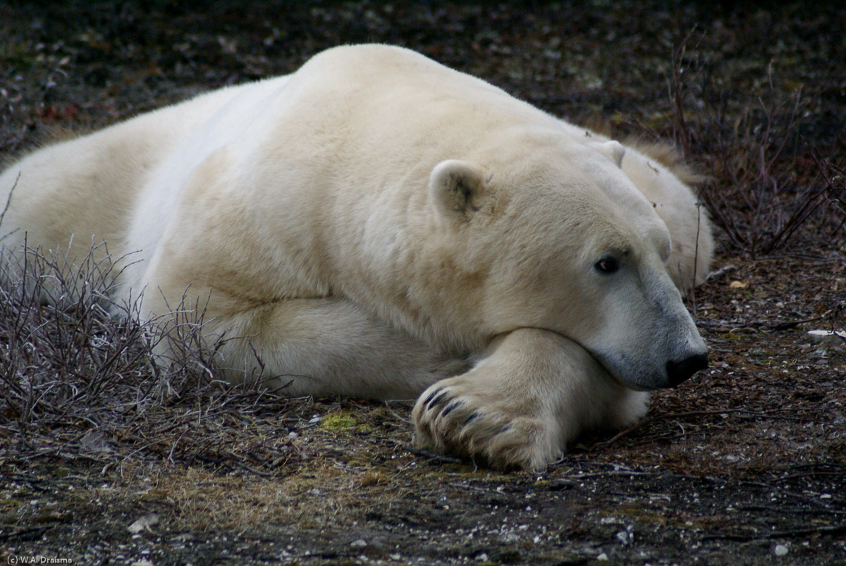 The pads of the paws are covered with small, soft papillae which provide traction on the ice. The polar bear's claws are short and stocky and are deeply scooped on the underside to assist in digging in the ice.