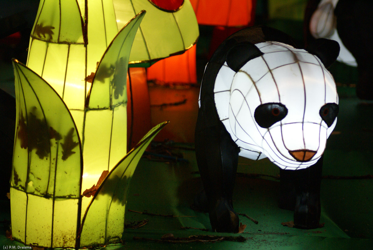A young panda bear from YangYo's family stands next to a small illuminated bamboo sprout.