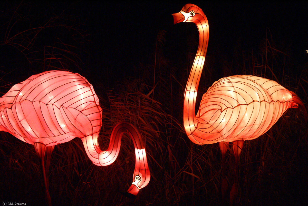 Flamingos have a calm and relaxed way, and are a symbol for peace and harmony of the natural world.