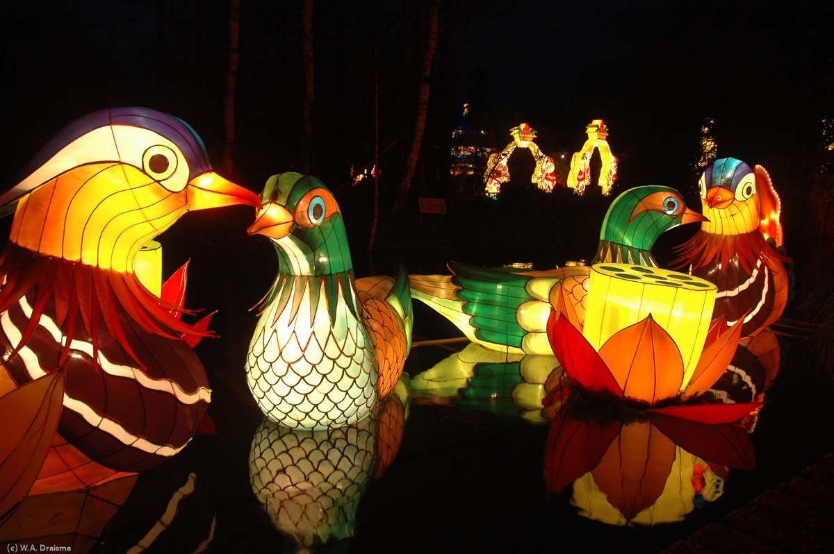 As there's hardly any wind, the surface of the pond mirrors the floating ducks.