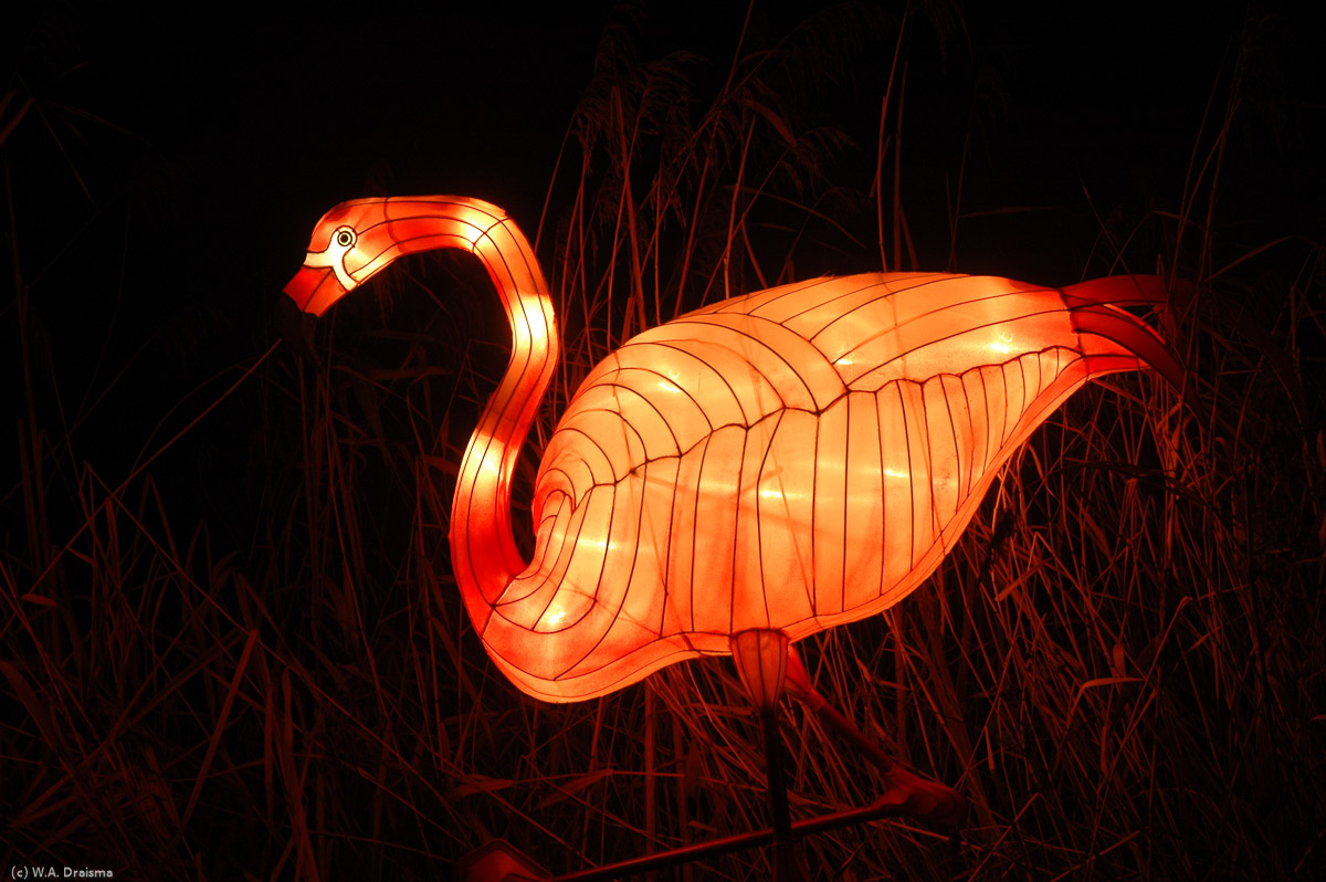 A little further on the road, next to the path we come upon a couple of flamingos.