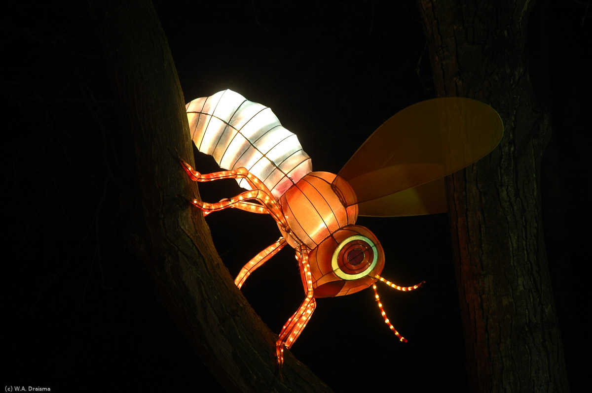 From a branch of a tree we're being watched by a flying insect.