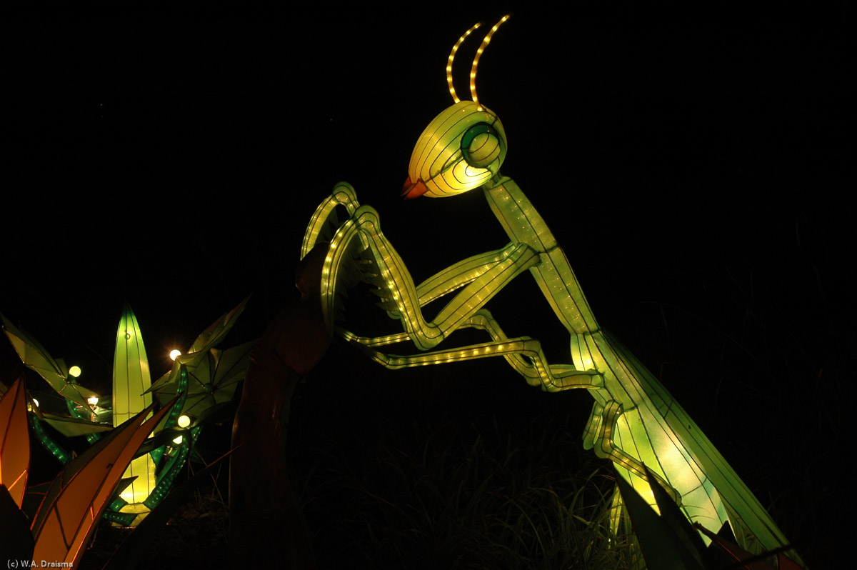 A preying mantis looks like it's going to have a lot of food tonight.