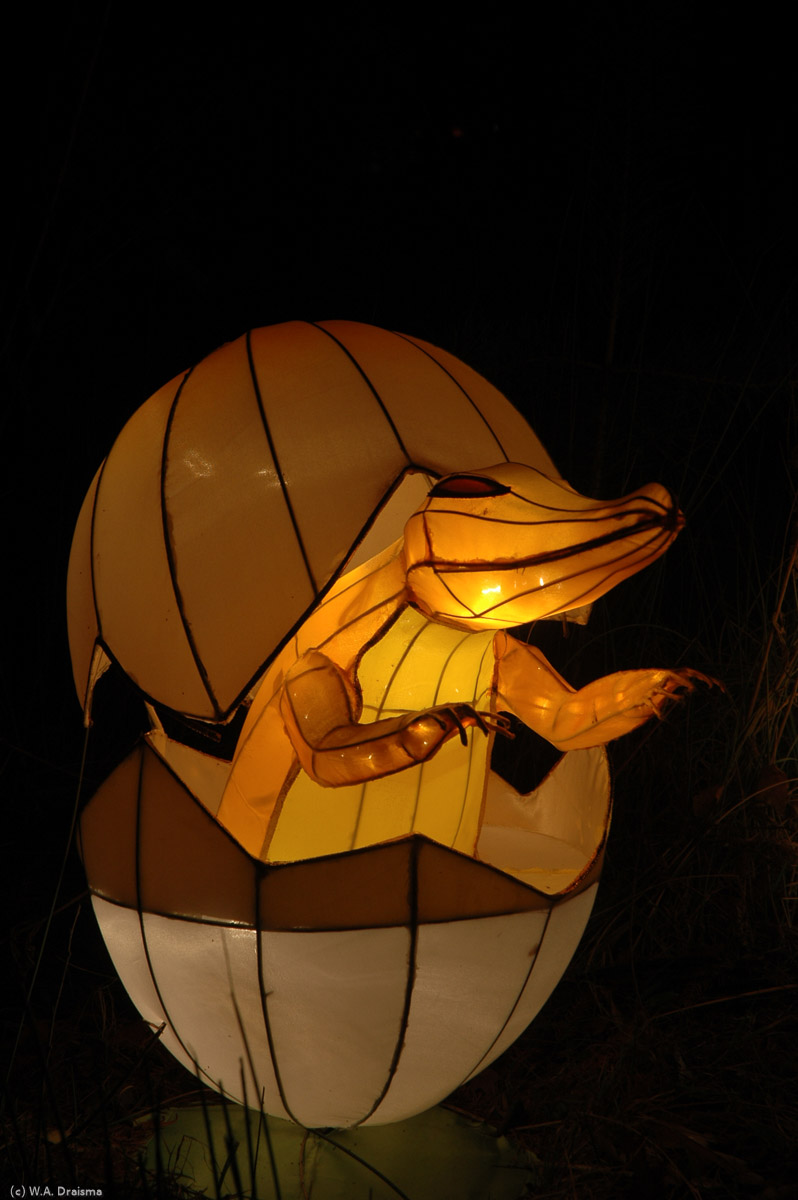 A young alligator climbs out of its egg.