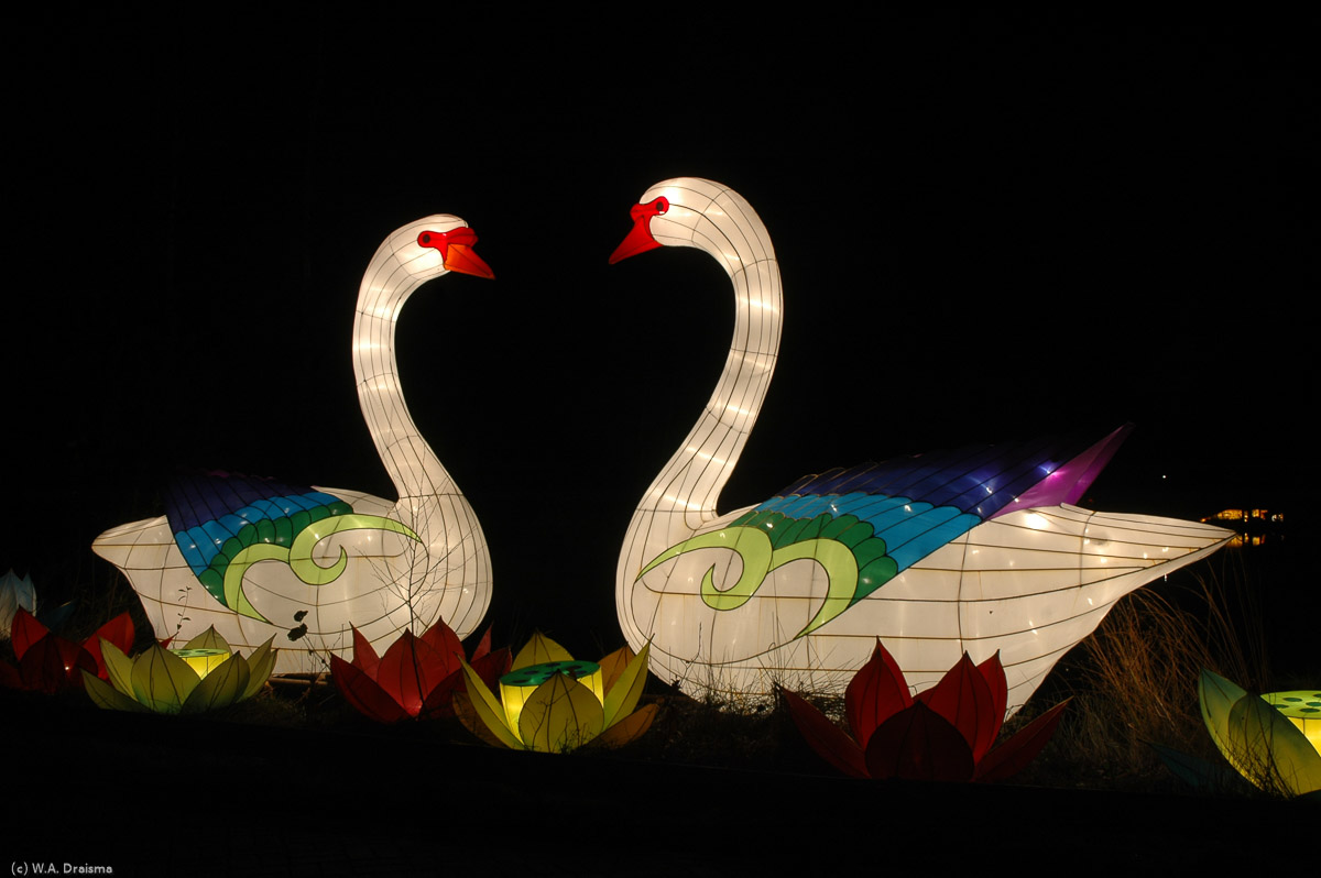 A couple of swans is floating between lotus flowers.