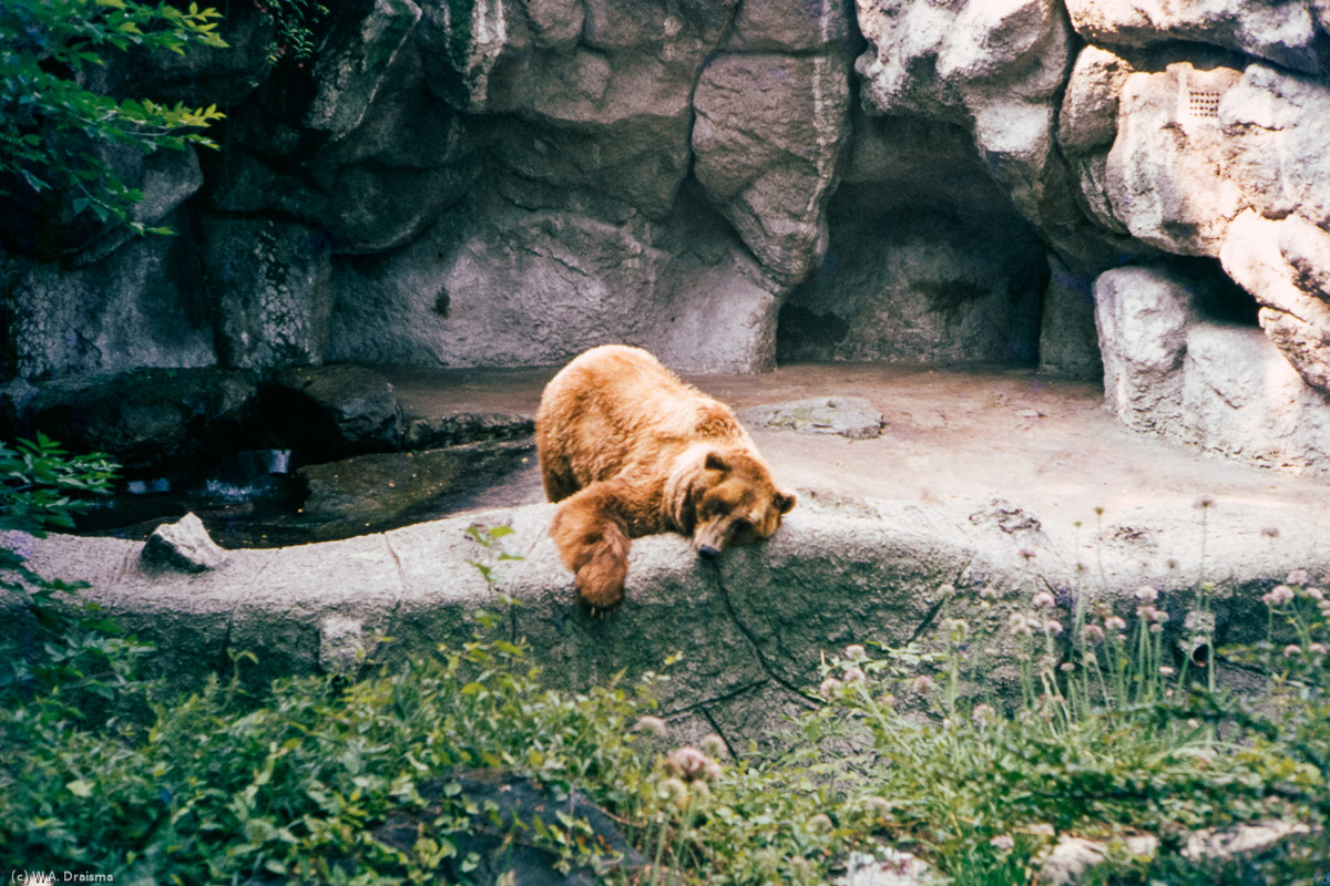 Hősök tere also has the main entrance to Budapest’s zoo where we meet this lazy brown bear.