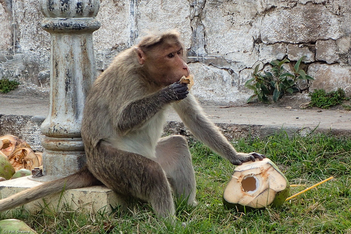 Monkey, Chamundi Hills, Karnataka