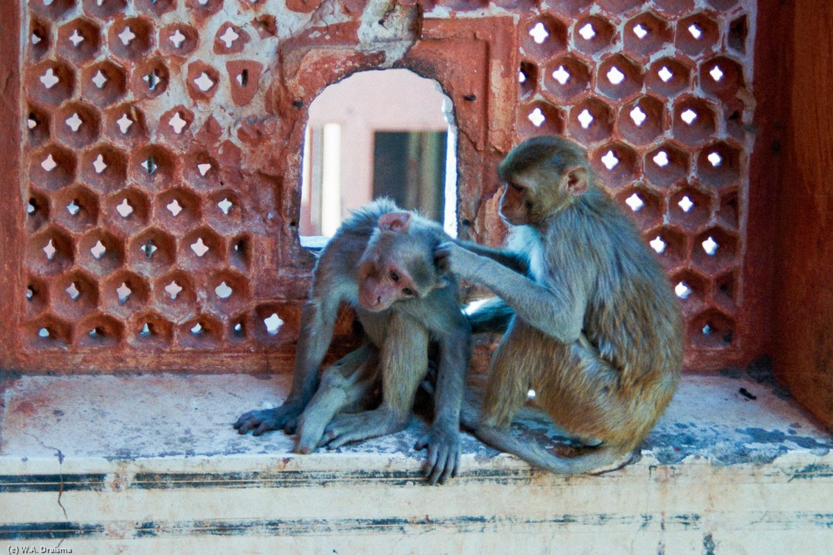 Rhesus monkeys, Hawa Mahal, Jaipur