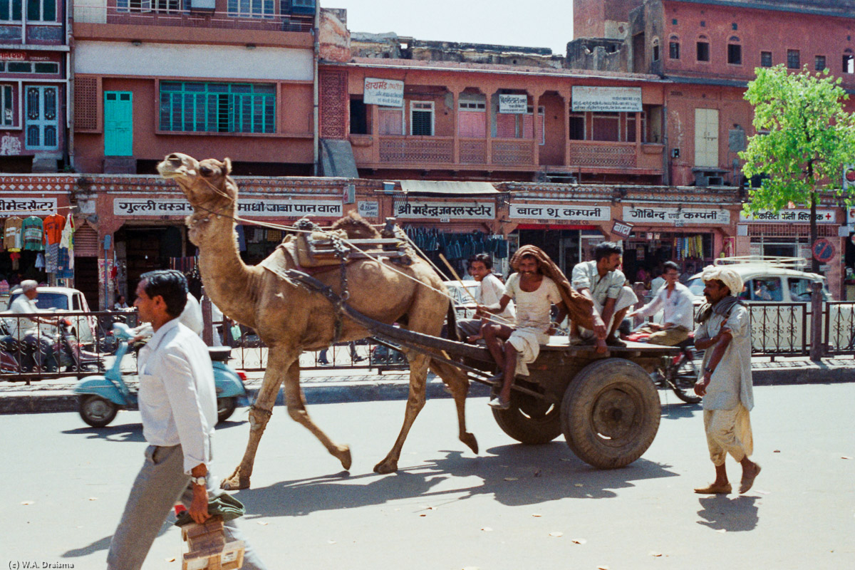 Bactrian Camel, Jaipur