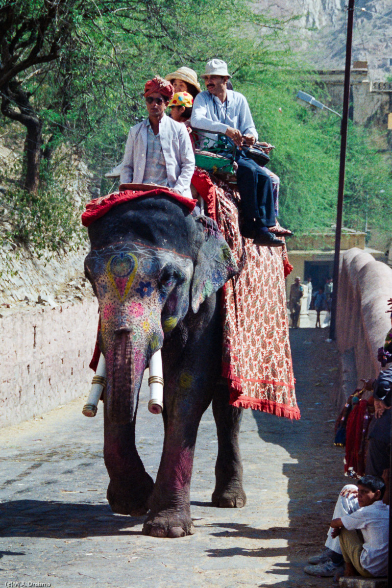 Elephant, Amer Fort, Jaipur