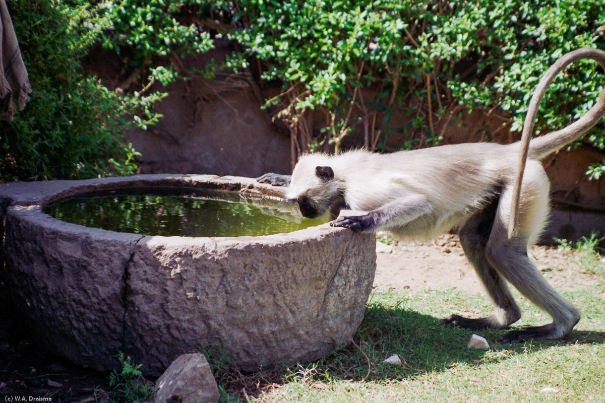 Langur monkey, Amer Fort, Jaipur