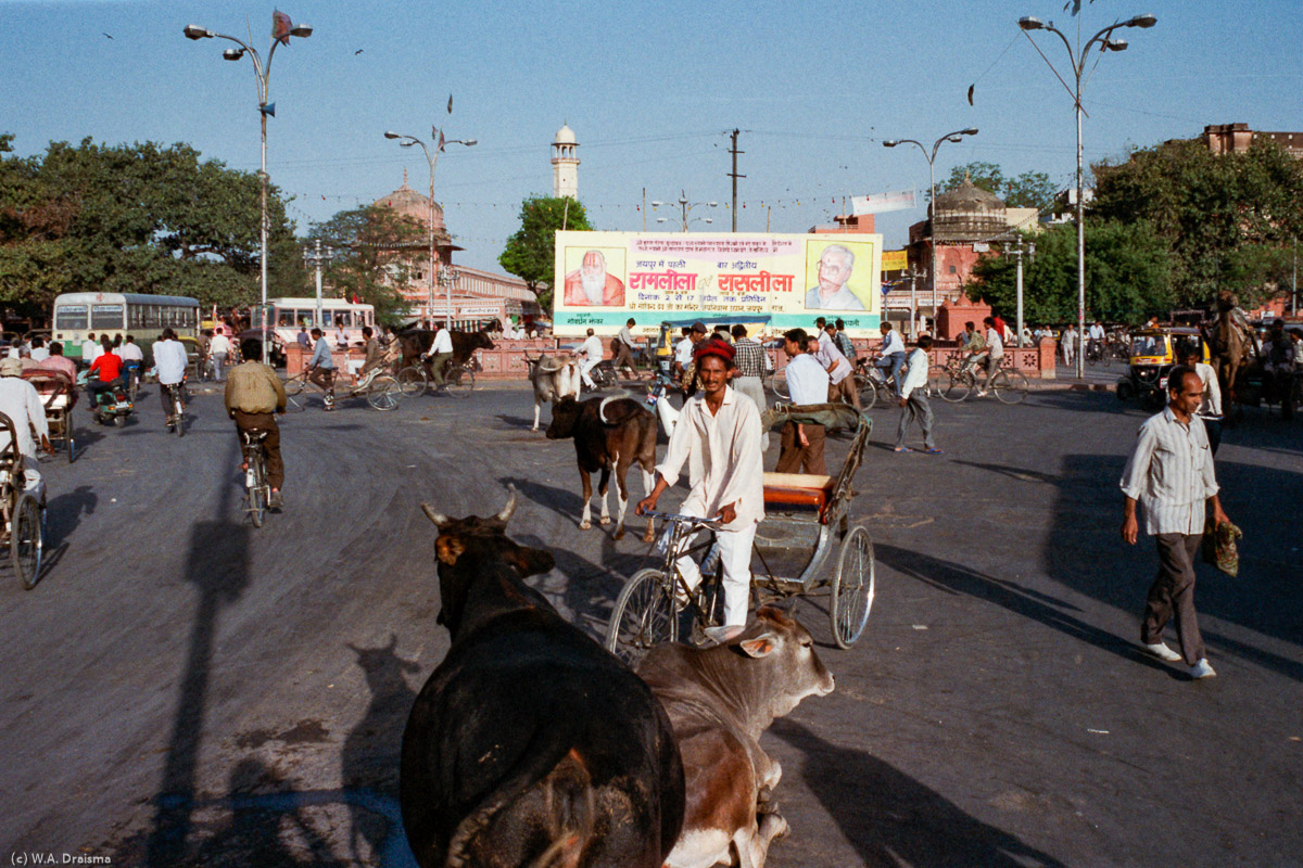 Holy cow, Jaipur