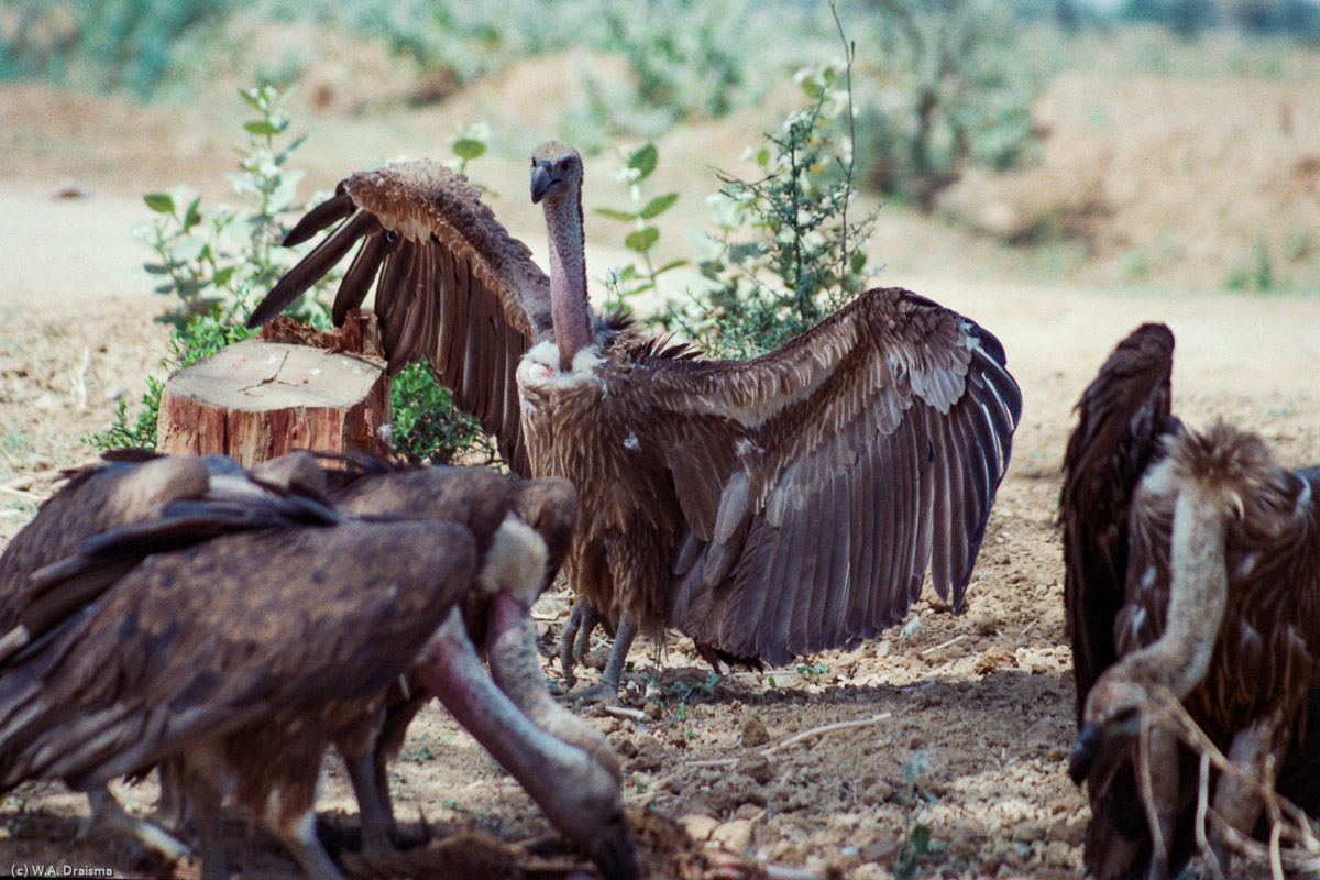 White-rumped vulture, Rajasthan