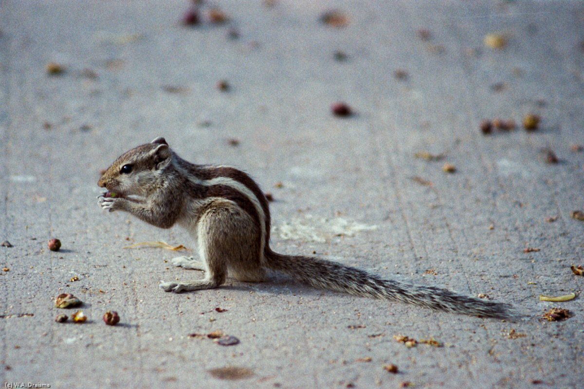 Indian Palm Squirrel, Agra