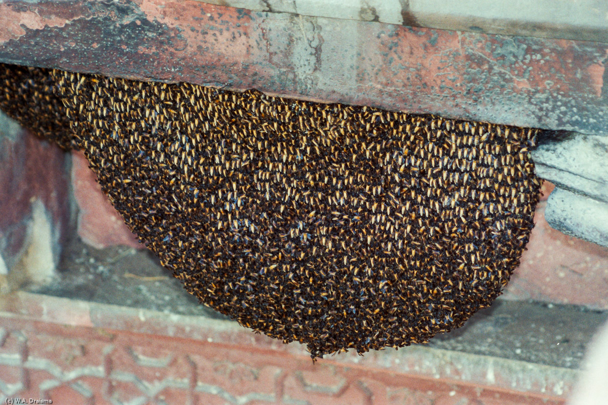Bee swarm, Jahangir Mahal, Agra
