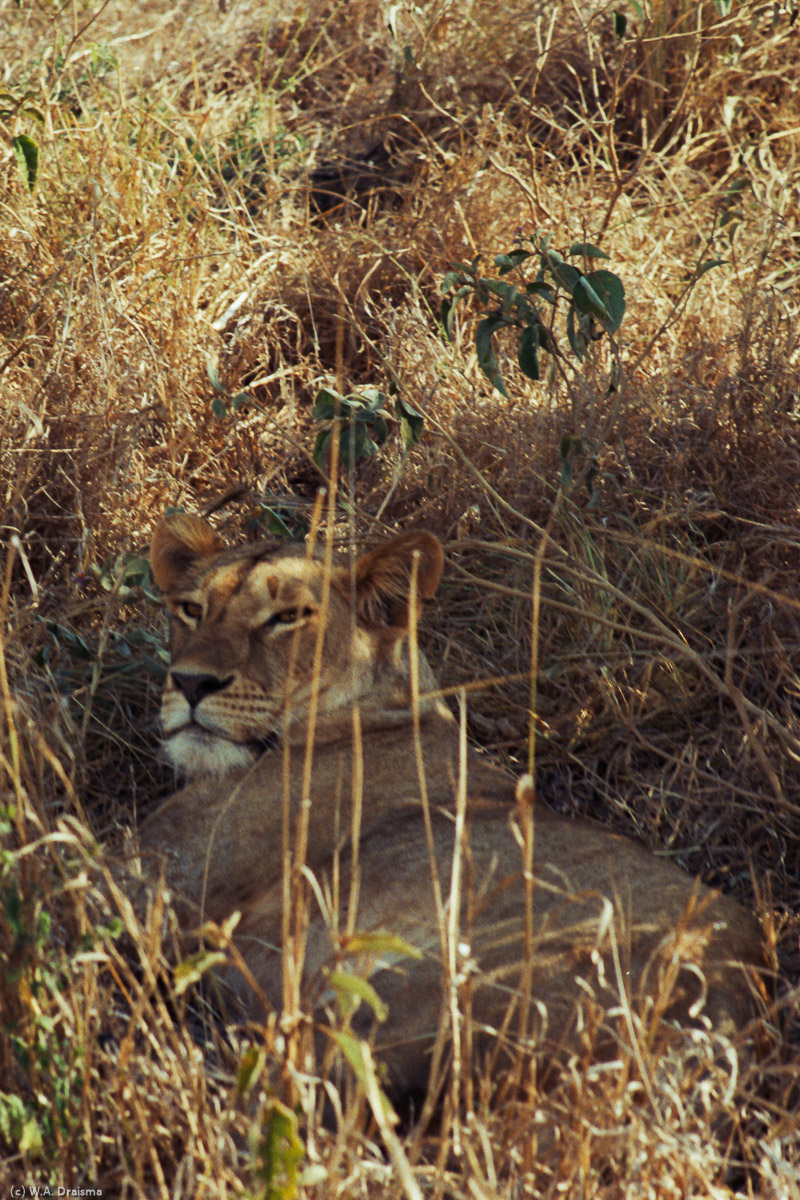 In the afternoon we make our first game drive where we notice three young lions resting in the shade. We're allowed to leave the trail and observe the lions from only 10m distance.