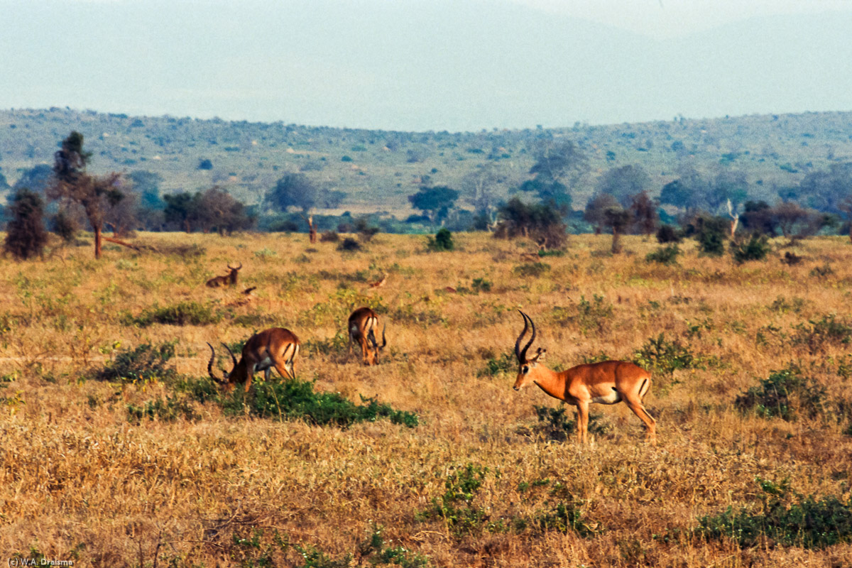 The savannah is full of game. Grant's gazelles keep a watchful eye on their surroundings.
