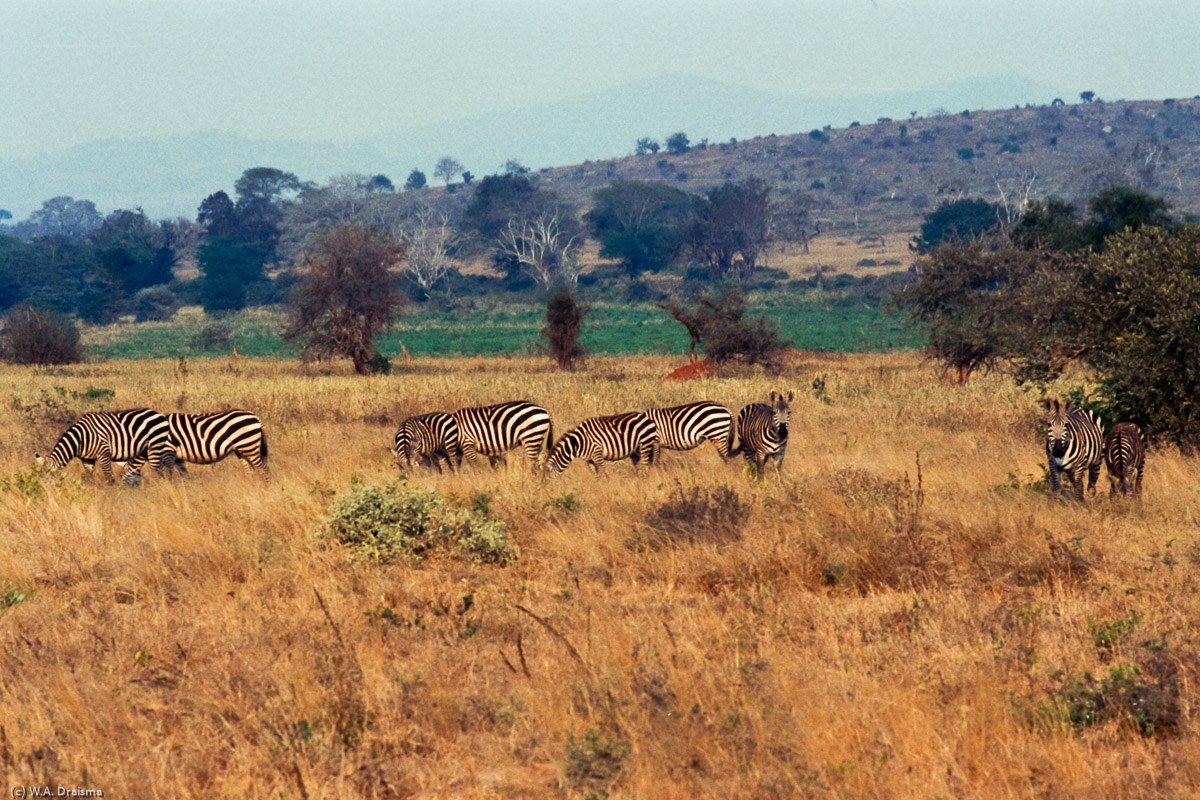 A couple of zebras keep a safe distance from our vehicle.