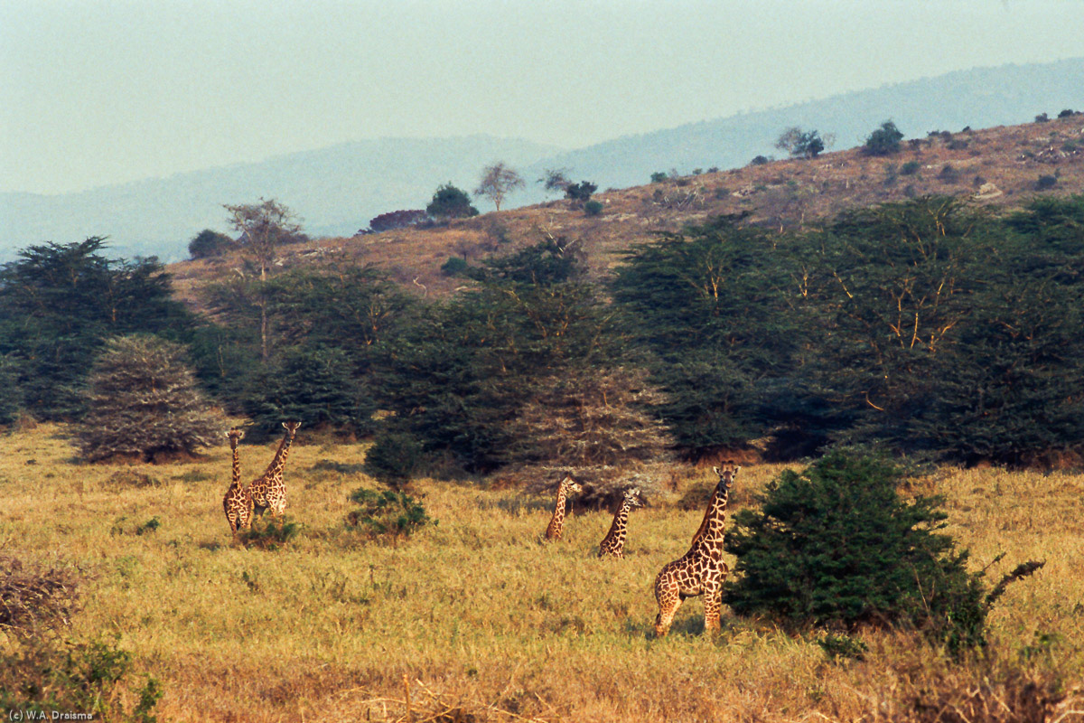 Five giraffes, two of them partly covered by the tall grasses, are watching us driving by.