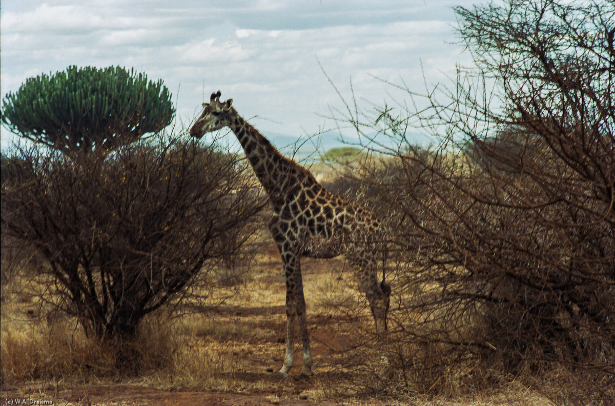 Next to the road a giraffe almost blends into the surrounding bush.
