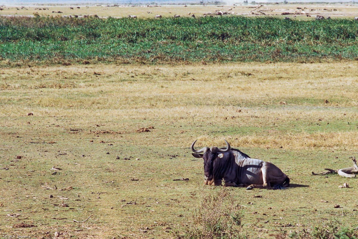 A lone wildebeest, or gnu as it is also known, rests in the plains of Amboseli NP. Next to him lie the remains of one of his former colleagues.