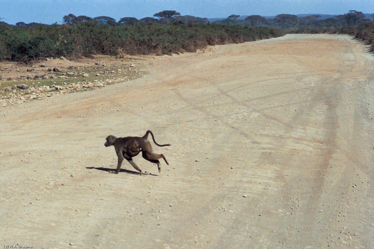 All the roads in Amboseli are unpaved but many are quite reasonable. A baboon with a young clinging to it runs across the street.