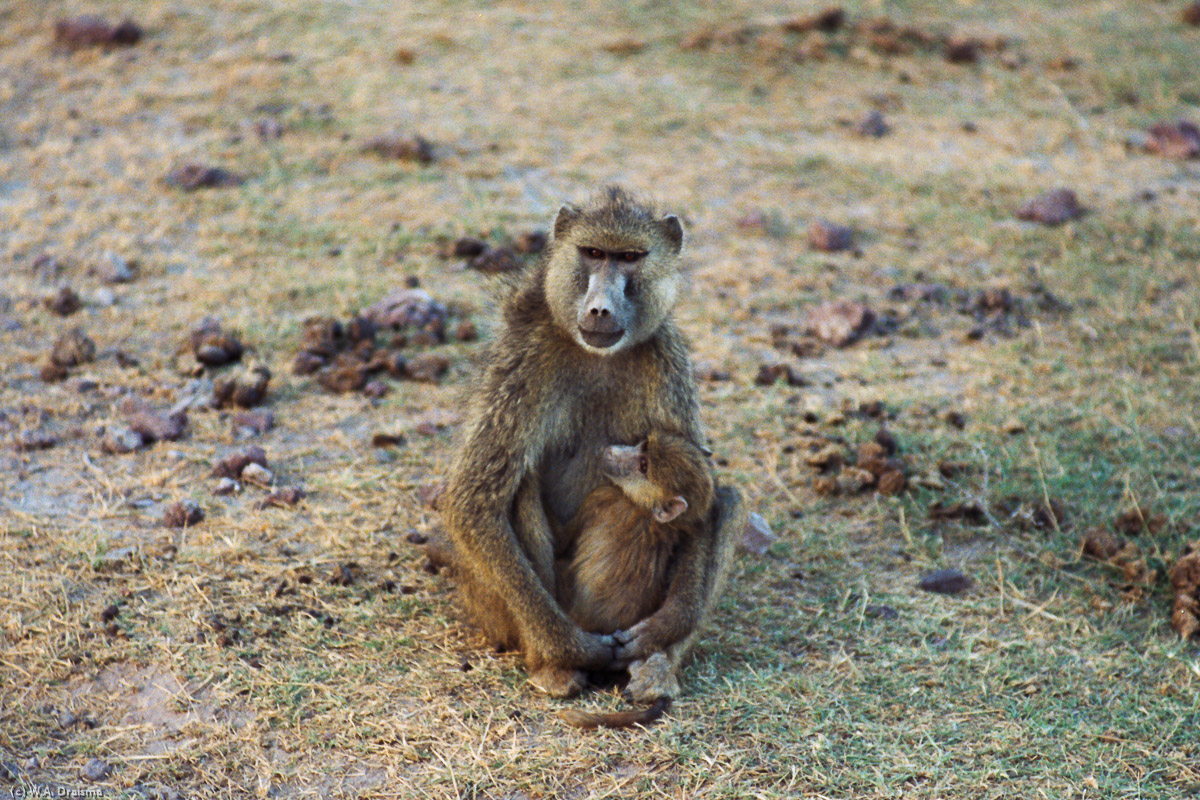 Not afraid at all mother baboon and her young watch us passing by.