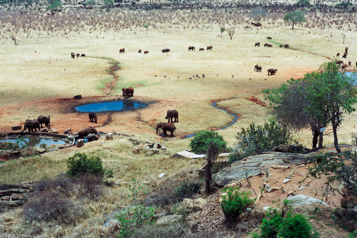 Our next destination is Tsavo East. We stop for lunch at the Voi Safari Lodge. From the restaurant we have a perfect view over a waterhole frequented by animals.