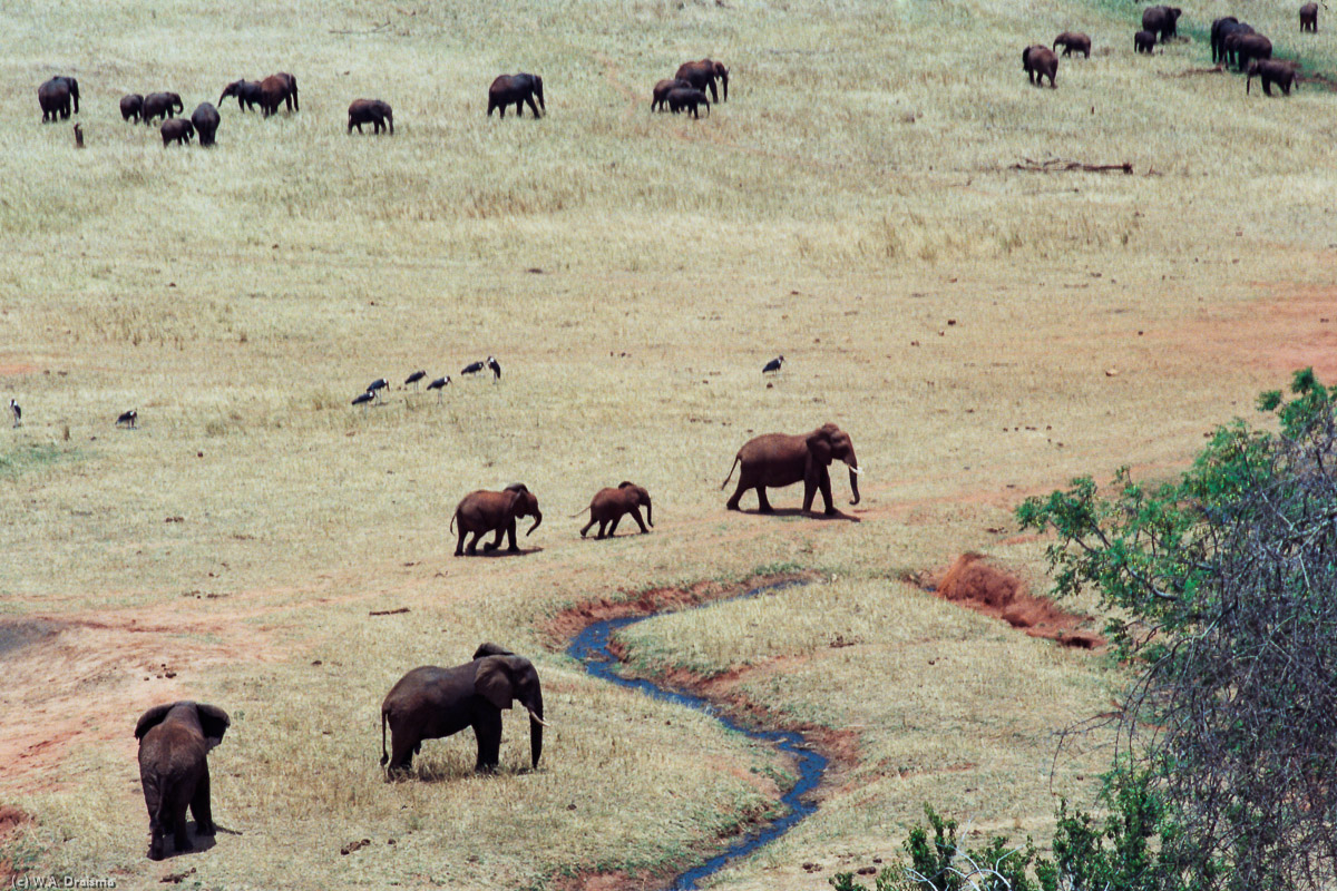 The various elephant families wait for their turn to go to the water hole. The iron rich earth of Tsavo gives them a red brown color.