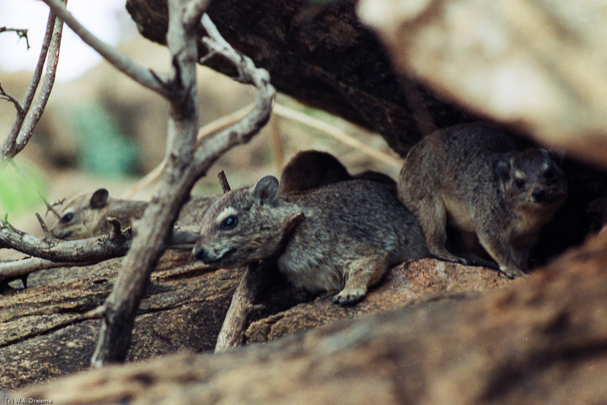 A very distant relative of the elephants below peeks at us from the cover of a rock, hence their name rock hyraxes.
