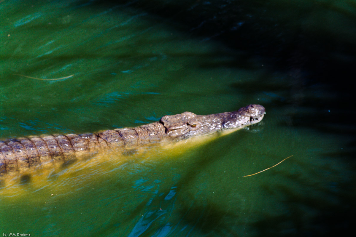 More exciting, however, is this crocodile lurking in a pond in the park.