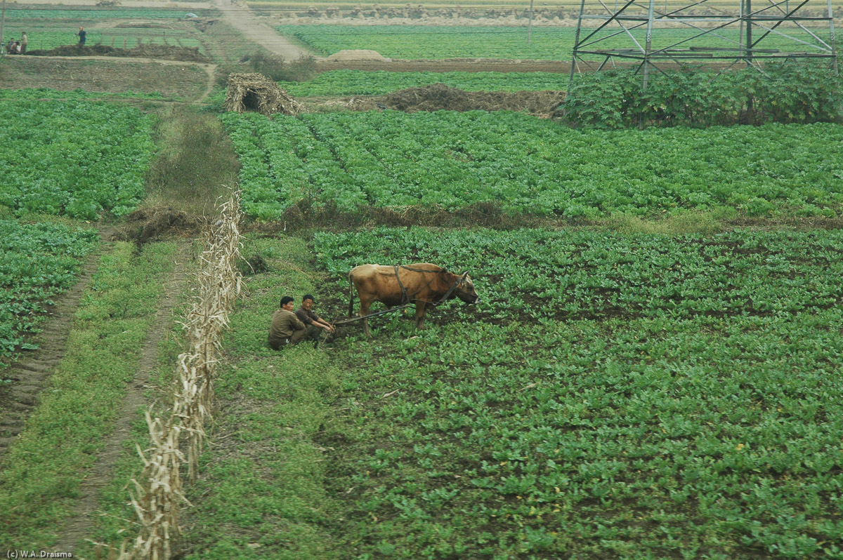 Green fields with vegetables and an ox to plough the fields.