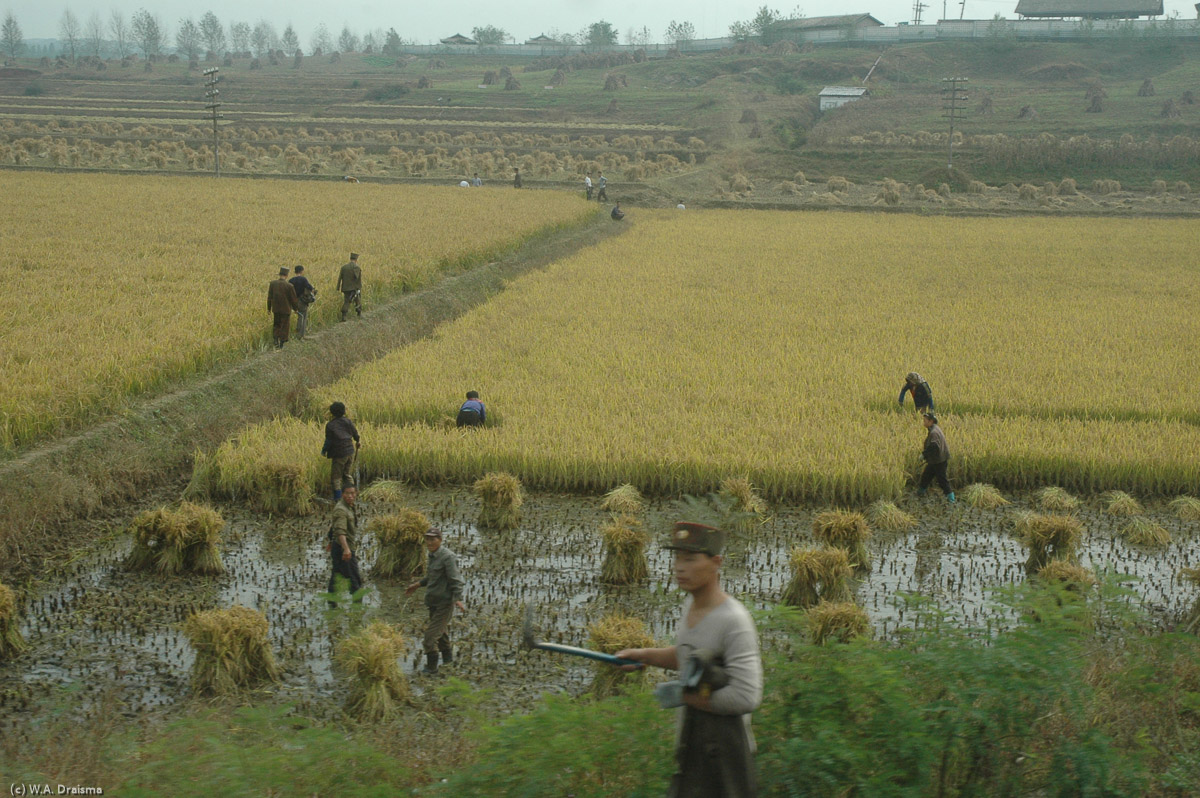 Everywhere rice is being harvested. Hopefully this will be a good year for North Korea and its inhabitants.