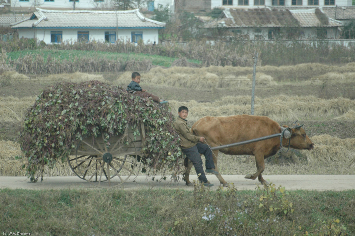 The ox still doubles as the North Korean tractor and ox-carts can be seen everywhere.