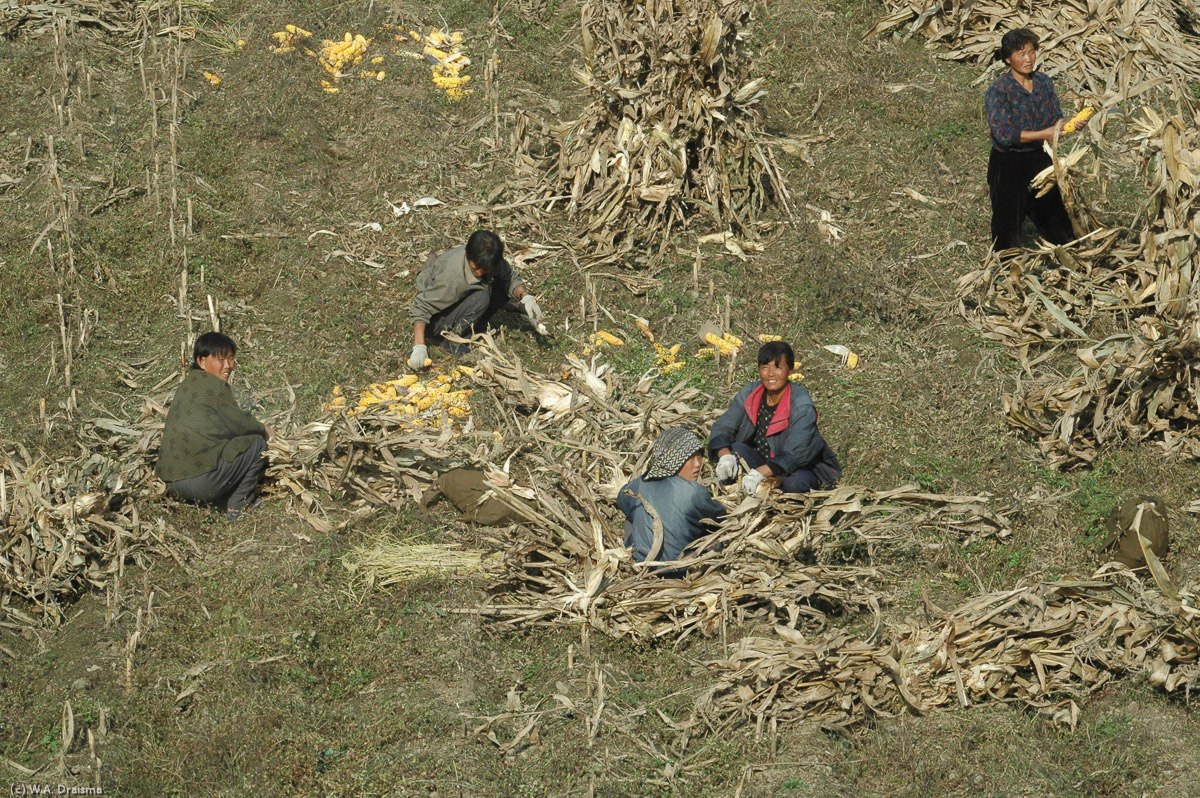 Local villagers are manually harvesting corn. The corn will be dried on the roofs of the people's houses.