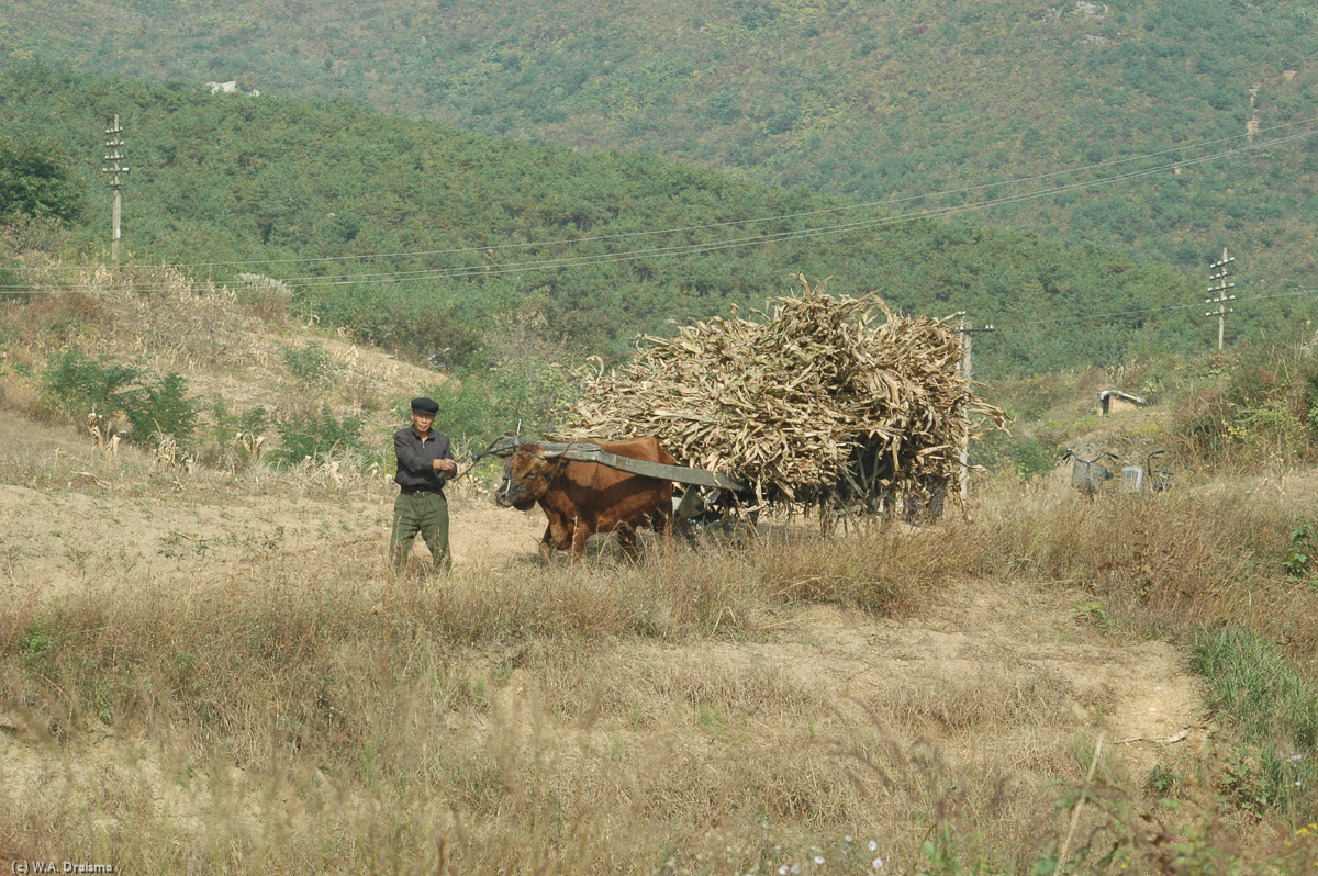 An ox-cart is carrying a load of dried stems of corn.