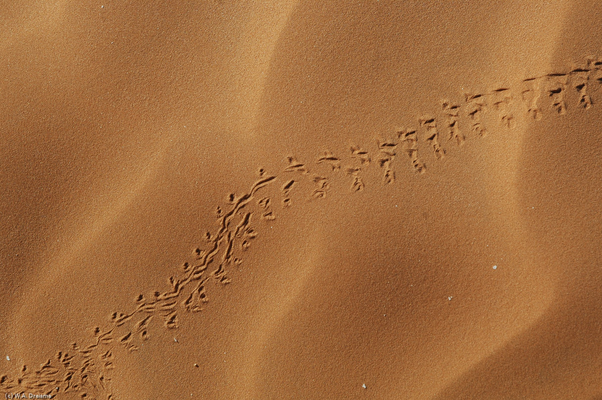 Tracks of a desert beetle.