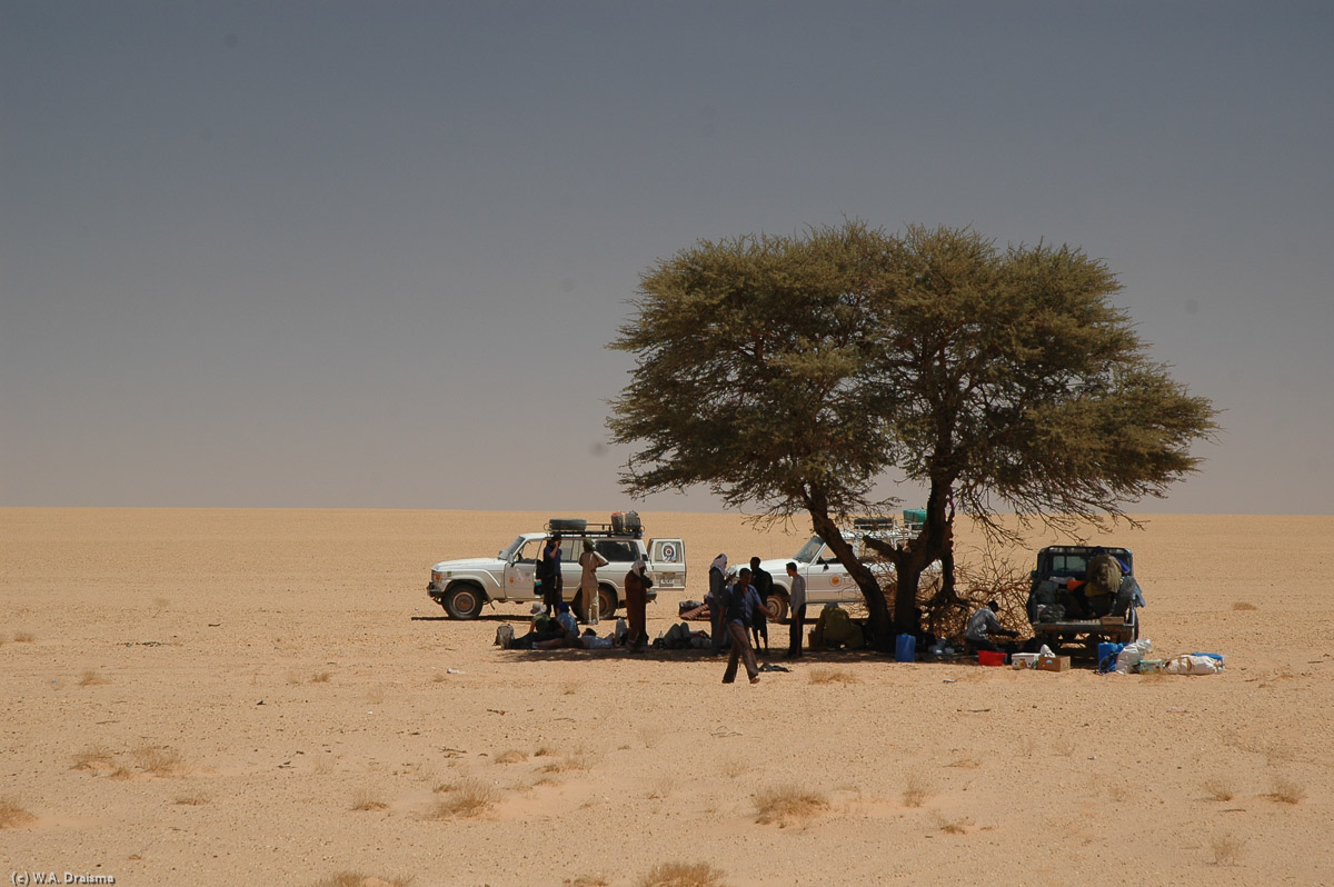 The landscape is flat as far as the eye can see. And then, suddenly, there's a lonely tree offering a nice and shady spot. A perfect place to have lunch. There must be some water undergound. An old wadi maybe?