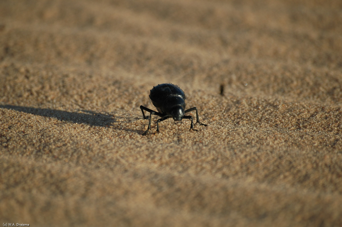 This beetle looks similar to the Toktokkie beetle of southern Africa's Namib desert. The Toktokkie collects water through condensation of dew on its shield. Will this beetle use the same technique?